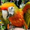 Macaw Parrot photo 1