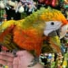 Macaw Parrot photo 2
