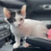 Purebred 8 Week Old Odd-Eyed Female Turkish Van Kitten photo 1