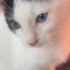 Purebred 8 Week Old Odd-Eyed Female Turkish Van Kitten photo 2
