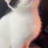 Purebred 8 Week Old Odd-Eyed Female Turkish Van Kitten photo 3
