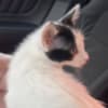 Purebred 8 Week Old Odd-Eyed Female Turkish Van Kitten photo 4