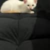 Purebred 8 Week Old Male Flame Point Siamese Kitten photo 1