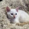 Purebred 8 Week Old Male Flame Point Siamese Kitten photo 2