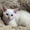 Purebred 8 Week Old Male Flame Point Siamese Kitten photo 3