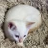 Purebred 8 Week Old Male Flame Point Siamese Kitten photo 5