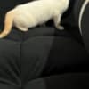 Purebred 8 Week Old Male Flame Point Siamese Kitten photo 6