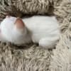 Purebred 8 Week Old Male Flame Point Siamese Kitten photo 7