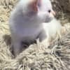 Purebred 8 Week Old Male Flame Point Siamese Kitten photo 8
