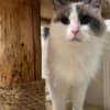 Purebred Female Ragdoll photo 1