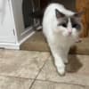 Purebred Female Ragdoll photo 3