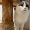 Purebred Female Ragdoll photo 4
