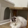 Purebred Female Ragdoll photo 5
