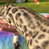 bengal kittens sundownbengals photo 1