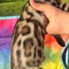 bengal kittens sundownbengals photo 2