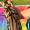 bengal kittens sundownbengals photo 3