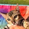 bengal kittens sundownbengals photo 4