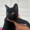 bengal kittens sundownbengals photo 6
