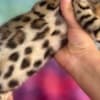 bengal kittens sundownbengals photo 9