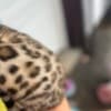 bengal kittens sundownbengals photo 10