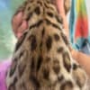 bengal kittens sundownbengals photo 11