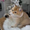 Golden Eddy - Male photo 2