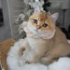 Golden Eddy - Male photo 3