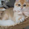 Emmett - Male photo 2