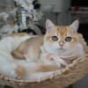 Emmett - Male photo 3