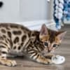 Bengal Kittens photo 1