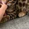 Bengal Kittens photo 4