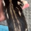Bengal Kittens photo 5
