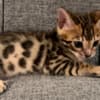 Bengal Kittens photo 6