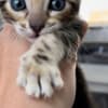 Bengal Kittens photo 7