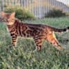 Bengal Kittens photo 8