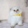 Scottish fold kitten photo 1