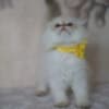 Scottish fold kitten photo 2
