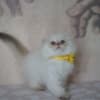 Scottish fold kitten photo 3