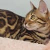 Bengal babies from Jungle Kitten photo 1