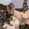 Bengal babies from Jungle Kitten photo 2