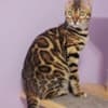 Bengal babies from Jungle Kitten photo 3