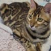 Bengal babies from Jungle Kitten photo 4