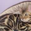 Bengal babies from Jungle Kitten photo 6