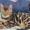 Bengal babies from Jungle Kitten photo 7