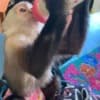 Capuchin Monkeys for Sale photo 1