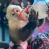 Capuchin Monkeys for Sale photo 2