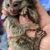 BUY MARMOSET MONKEYS Online photo 1