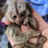 BUY MARMOSET MONKEYS Online photo 2