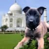 Purebred Belgian Malinois Puppies photo 2