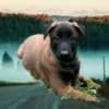 Purebred Belgian Malinois Puppies photo 3